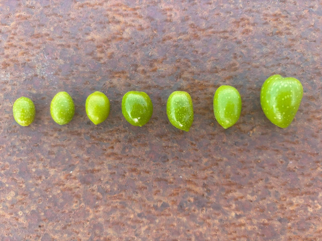 Learn about all the different varieties we grow