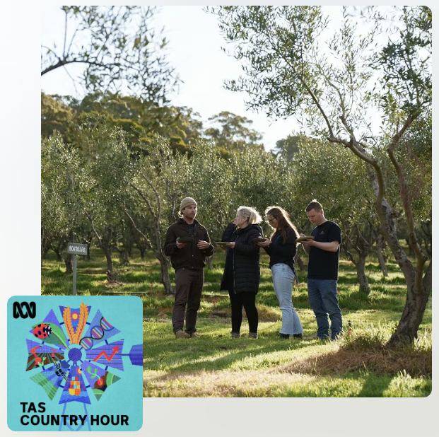 How a couple of teachers and a tech enthusiast took on an award-winning olive grove