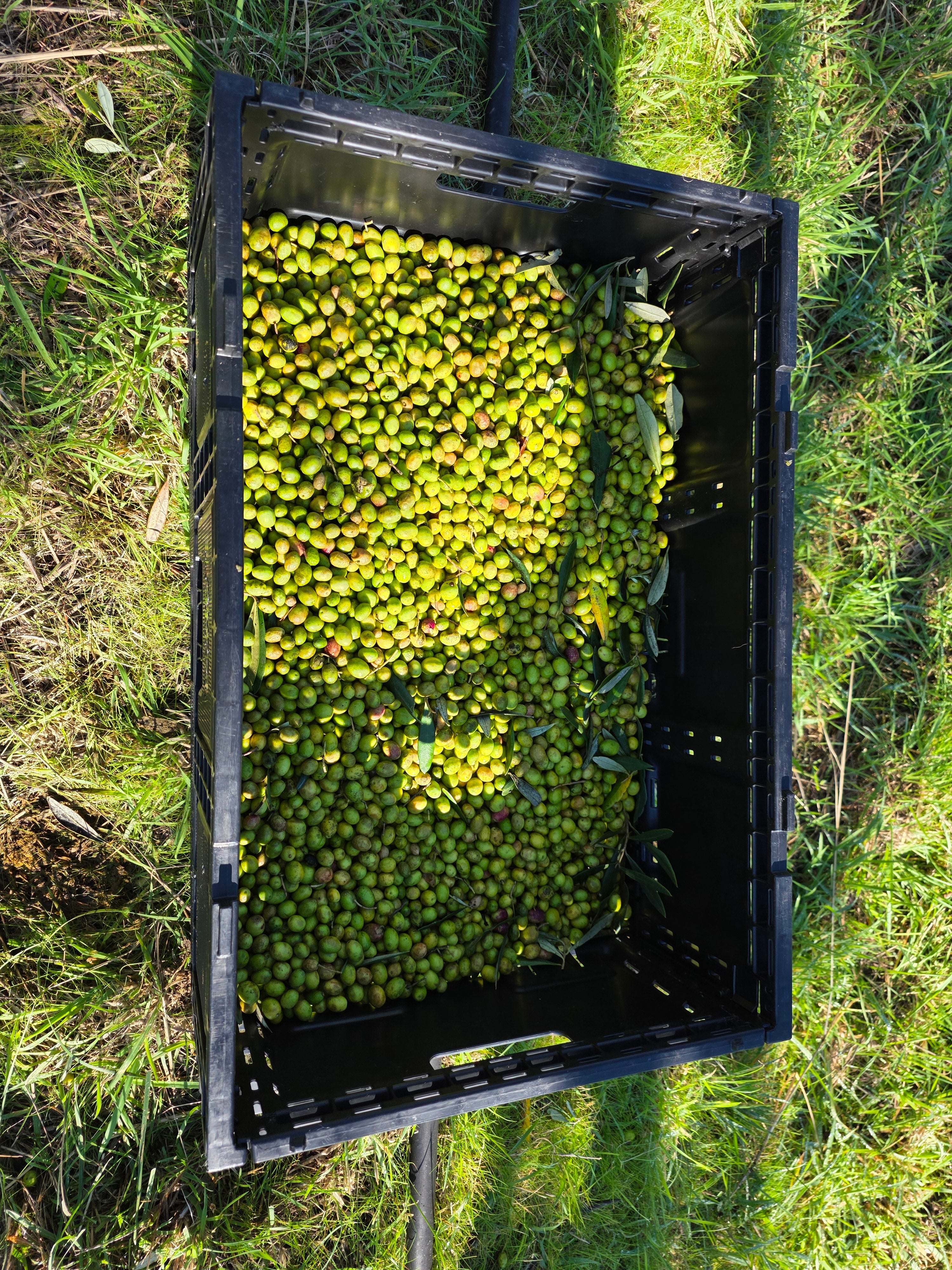 2026 Early Harvest Extra Virgin Olive Oil