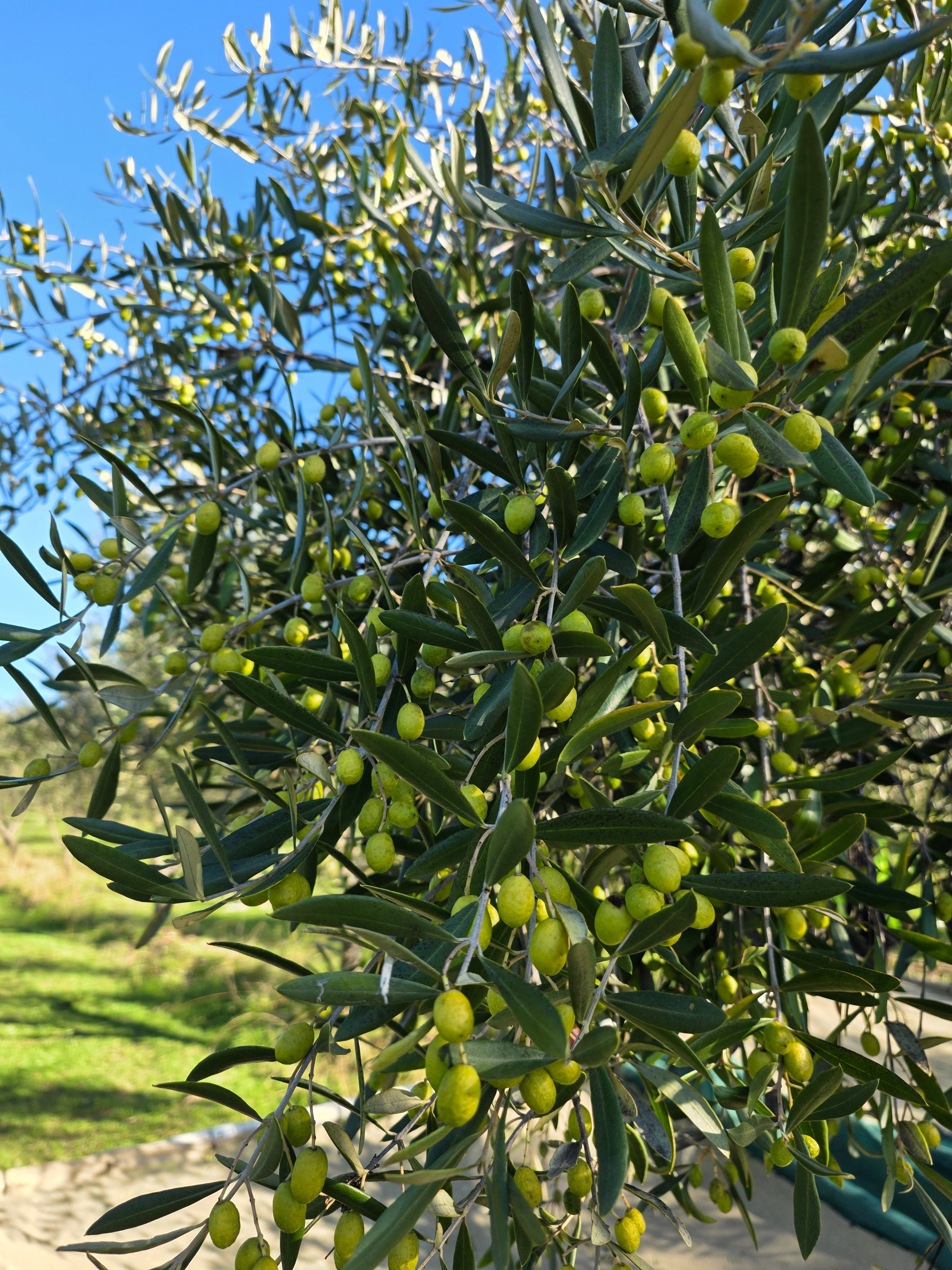 2026 Early Harvest Extra Virgin Olive Oil